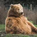 casualbear.