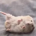 kaitchu