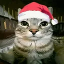 merrycatmas