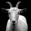 therealgoat_1 member profile picture