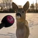 5starsmooky's Avatar