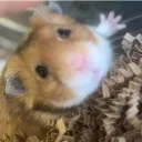 idkwhattoastis