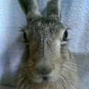 avatar ⚠ › SamarindoSpiko