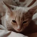 thecoolcats