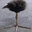 endymations64