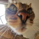 xttigr