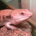 frankietheskink avatar