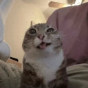 avatar ˗ˏˋ 𝒄𝒂𝒏𝒅𝒚