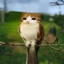 someone_named avatar