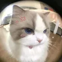 _startt_