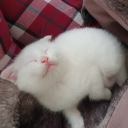 avatar 龙 | 𝔠𝔢𝔪