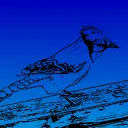 bluejay02079