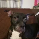 boomer_doggy