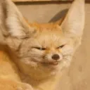 fox_things