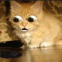 stowpid
