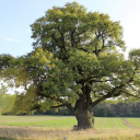 avatar 𝓒𝓸𝓷𝓼𝓽𝓲𝓑𝓾𝓲𝓵𝓭