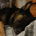 ilovegermanshepherds2