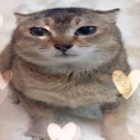 avatar ШИЗЗЛЕ 🍍