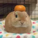 hazzauuu