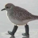 sandpiper15