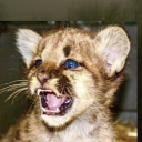 avatar CougarKit