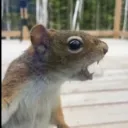 optimalsquirrel