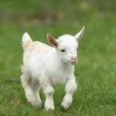 noahthegoat32 avatar