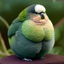birdietx
