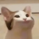 ch00k_