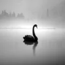 lordswan1143