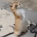 milo_the_rando