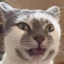 popcat_74 avatar