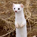 skepticboffin