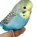 avatar pixie