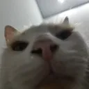 pikemaruya