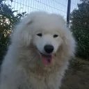 idkmaxii