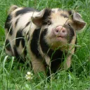 pig_thegoat