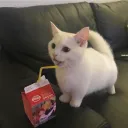 hykto