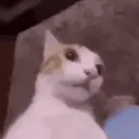 mrcato_o