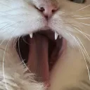 hello_i.am_cc