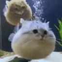 avatar blerp