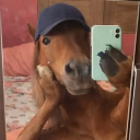 avatar 🐴