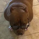 bigggeorgee3724