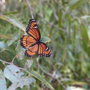 avatar anna 🧸🌹🧚