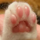kitty_salad2.0