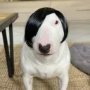pvddu