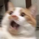 cheshireluna