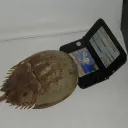 goowaava