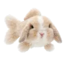 aaolotl