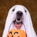 awesomedogmanplays
